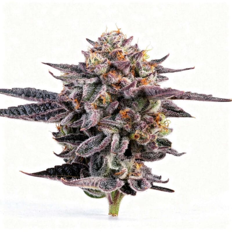 the-keeper-fem-3-stk-wizard-trees__wiz-f-thk-3__01.webp