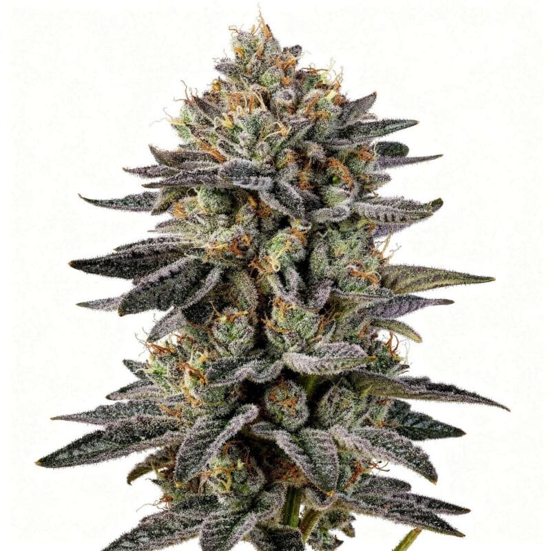 uvaz-fem-3-stk-wizard-trees__wiz-f-uva-3__01.webp