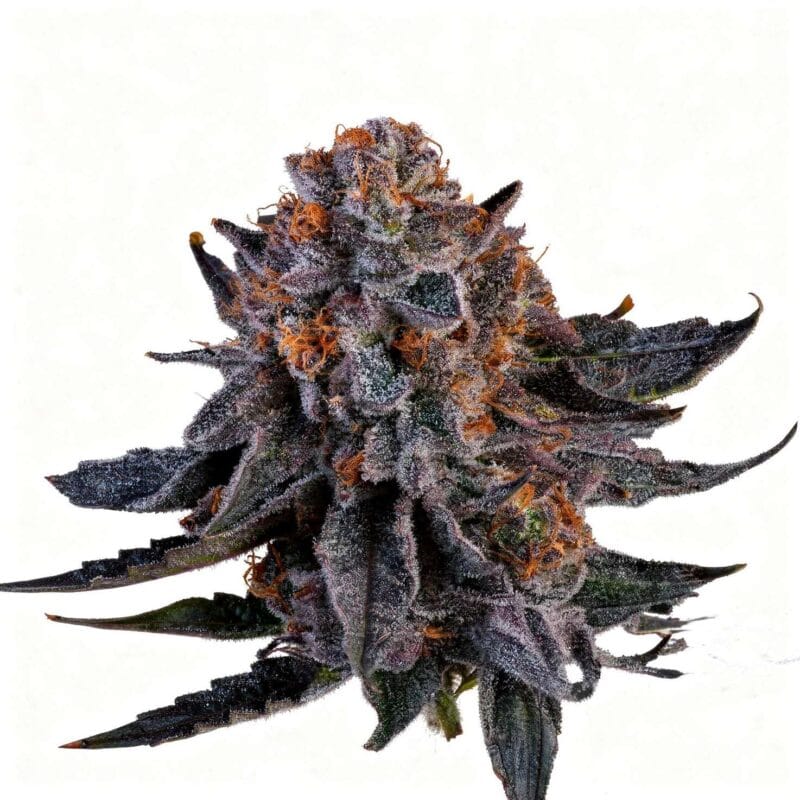 Wizard Fuel – fem. – 6 Stk. – Wizard Trees wizard-fuel-fem-6-stk-wizard-trees__wiz-f-wzf-6__01.webp