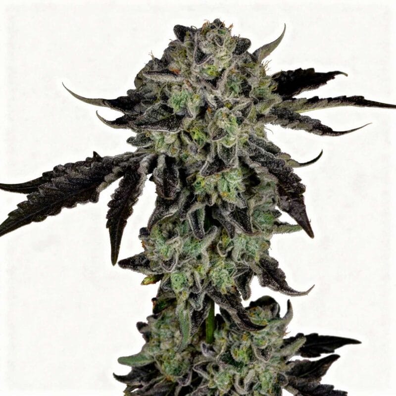 White Zangria – fem. – 6 Stk. – Wizard Trees white-zangria-fem-6-stk-wizard-trees__wiz-f-wzg-6__01.webp