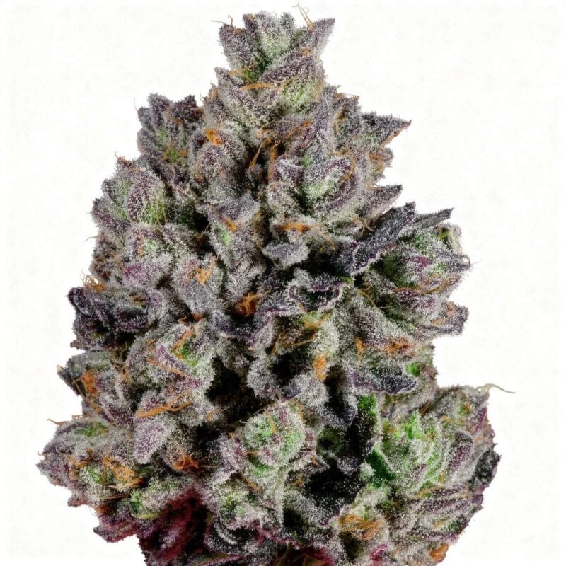 Zangria S1 – fem. – 3 Stk. – Wizard Trees zangria-s1-fem-3-stk-wizard-trees__wiz-f-zas-3__01.webp