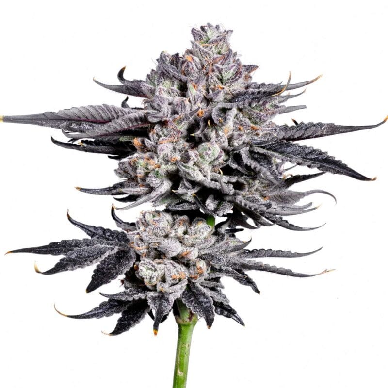 Zangria Funk – fem. – 3 Stk. – Wizard Trees zangria-funk-fem-3-stk-wizard-trees__wiz-f-zgf-3__01.webp