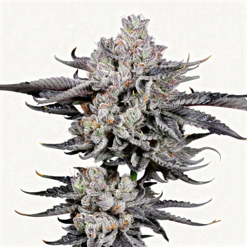Zangria Funk – fem. – 6 Stk. – Wizard Trees zangria-funk-fem-6-stk-wizard-trees__wiz-f-zgf-6__01.webp