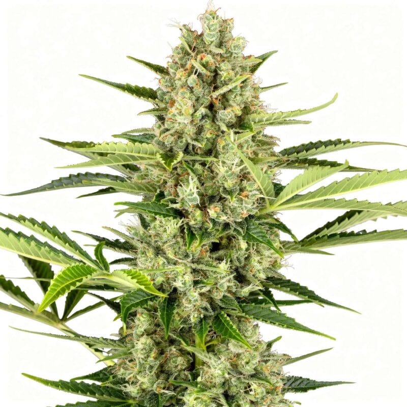 jack-herer-auto-3stk-sensi-seeds__sen-a-jha-3__01.webp