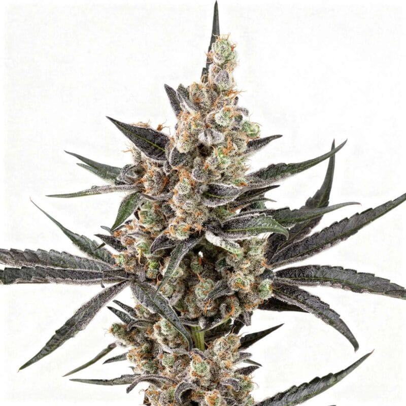 banana-cake-pop-3stk-sensi-seeds__sen-f-bcp-3__01.webp