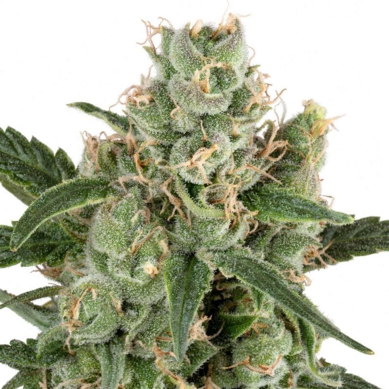 california-haze-3stk-sensi-seeds__sen-f-ch-3__01.webp