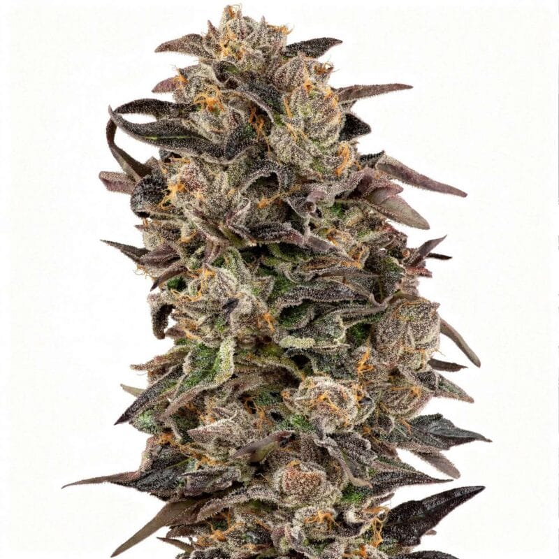 Cherry Strudel, 3Stk, Sensi Seeds cherry-strudel-3stk-sensi-seeds__sen-f-cs-3__01.webp