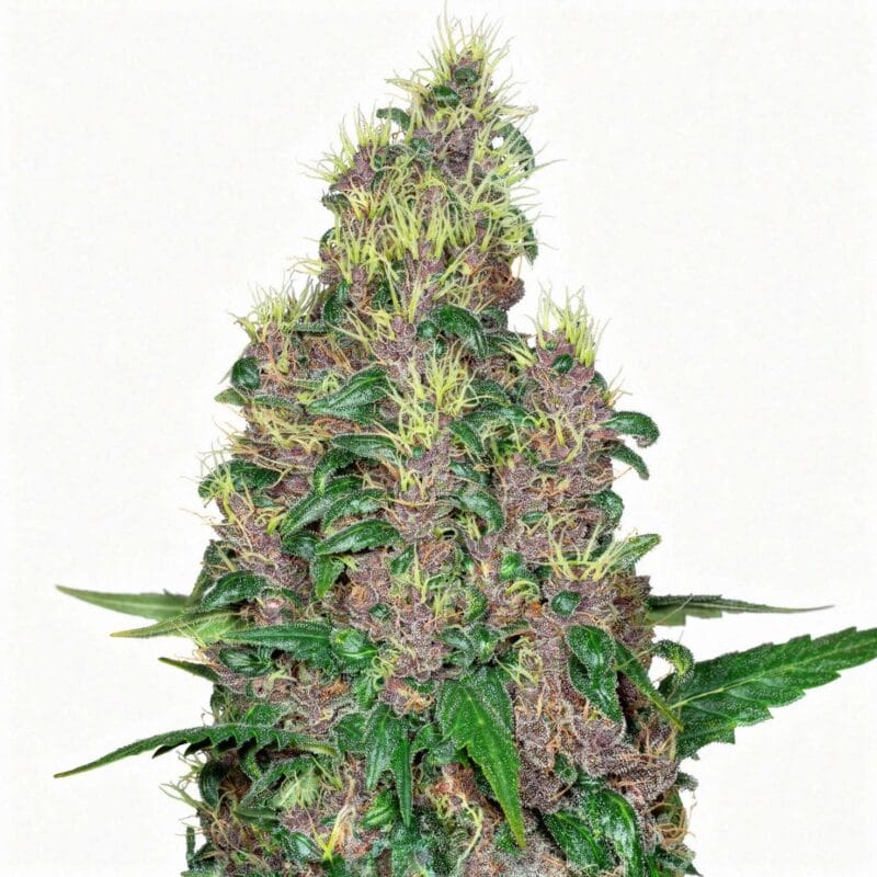 mandarine-jam-3stk-sensi-seeds__sen-f-mj-3__01.webp