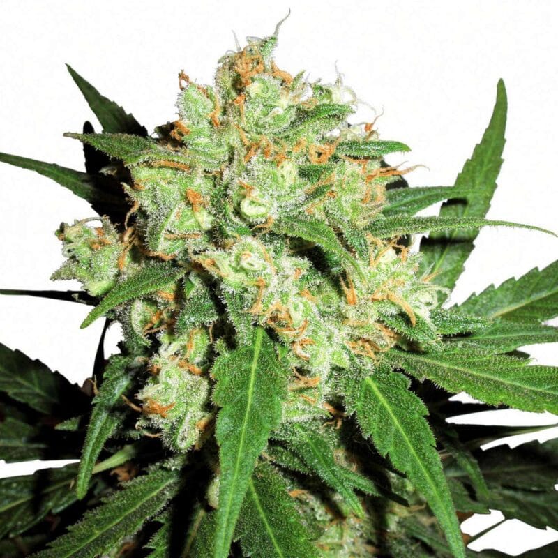 skunk-kush-3stk-sensi-seeds__sen-f-sk-3__01.webp