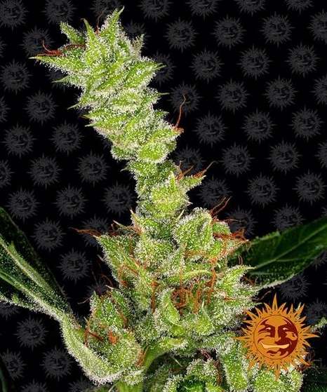 dr-grinspoon-fem-3-stk-barney-s-farm__baf-f-drg-3__01.webp