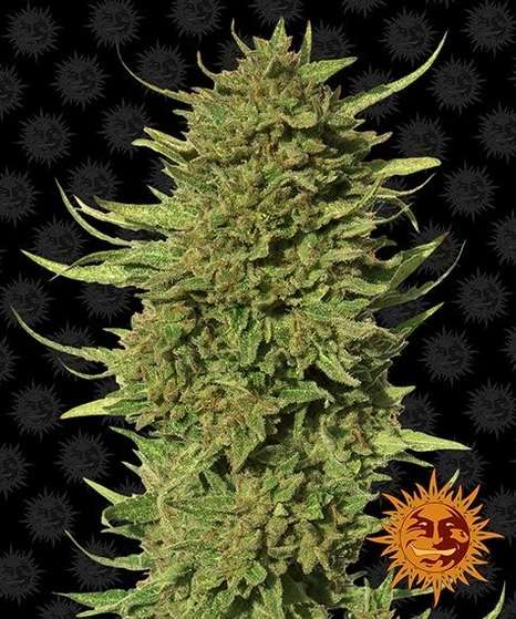 critical-kush-regular-reg-10-stk-barney-s-farm__baf-r-crc-10__01.webp