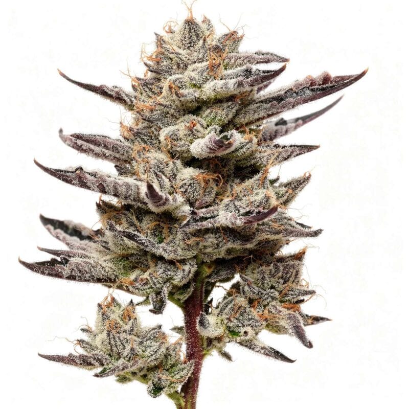 black-cherry-gushers-fem-3-stk-barney-s-farm__baf-f-bcg-3__01.webp