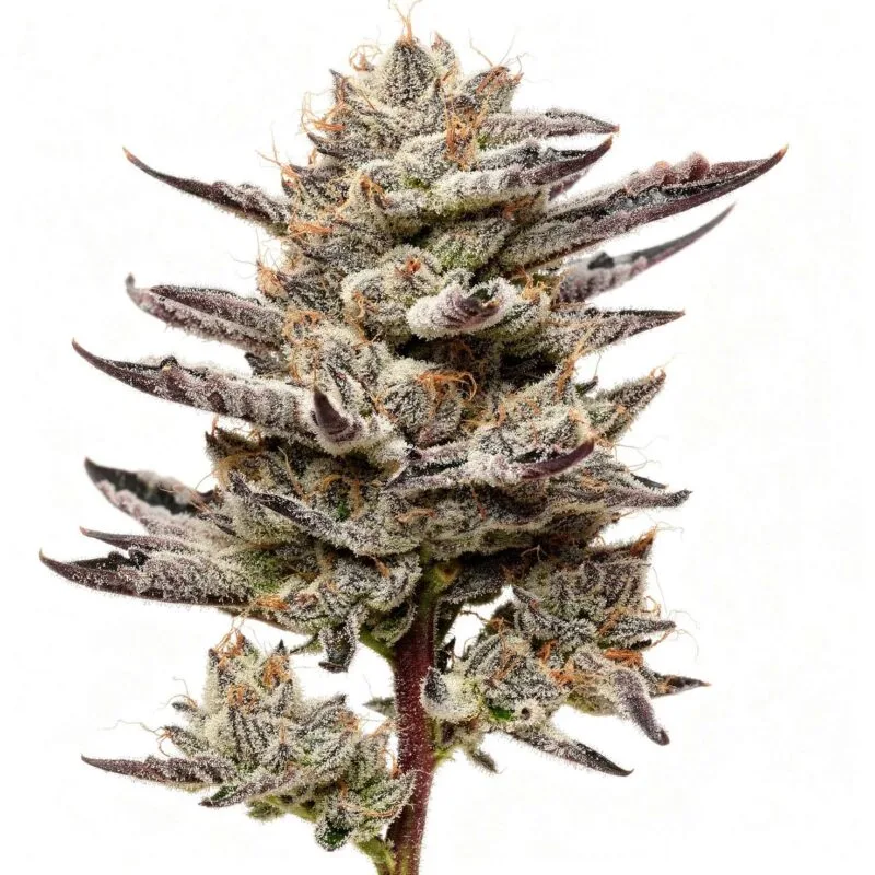 black-cherry-gushers-fem-3-stk-barney-s-farm__baf-f-bcg-3__01.webp