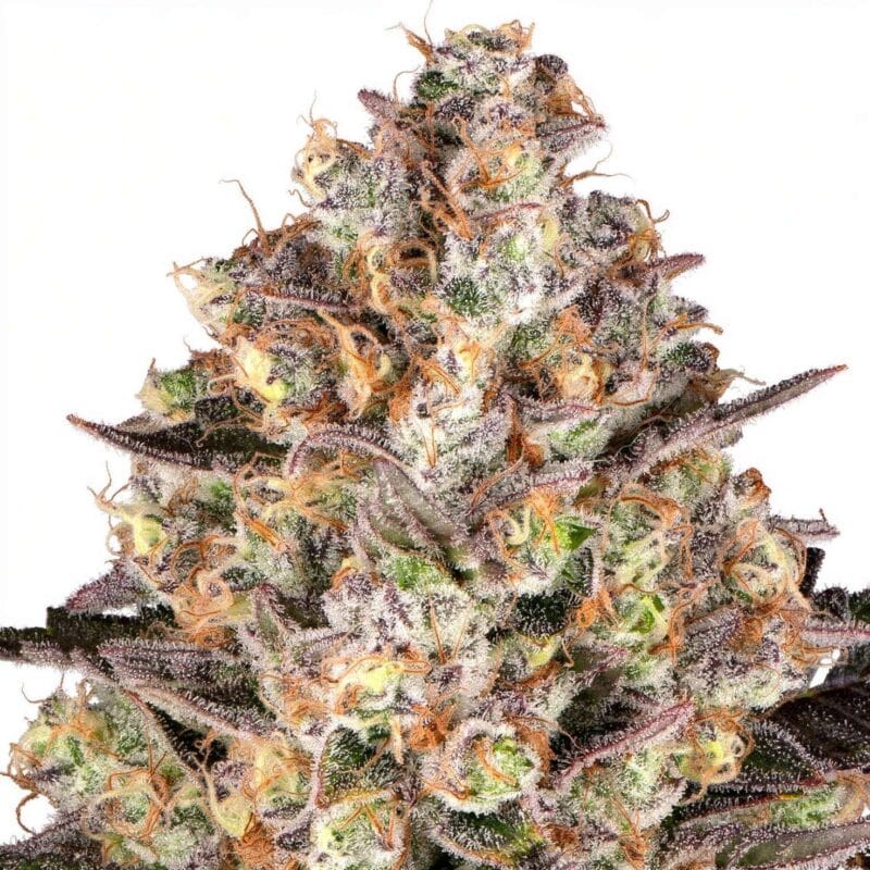 hindu-kush-fem-3-stk-barney-s-farm__baf-f-hku-3__01.webp