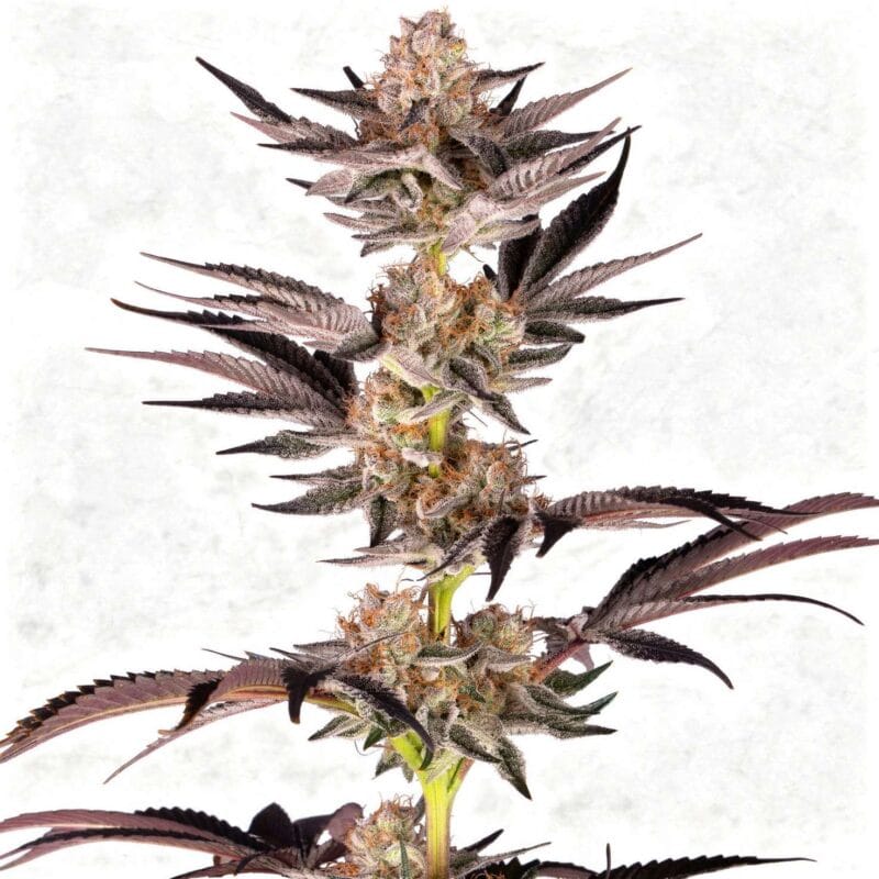 rs11-x-banana-og-fem-3-stk-barney-s-farm__baf-f-rsb-3__01.webp