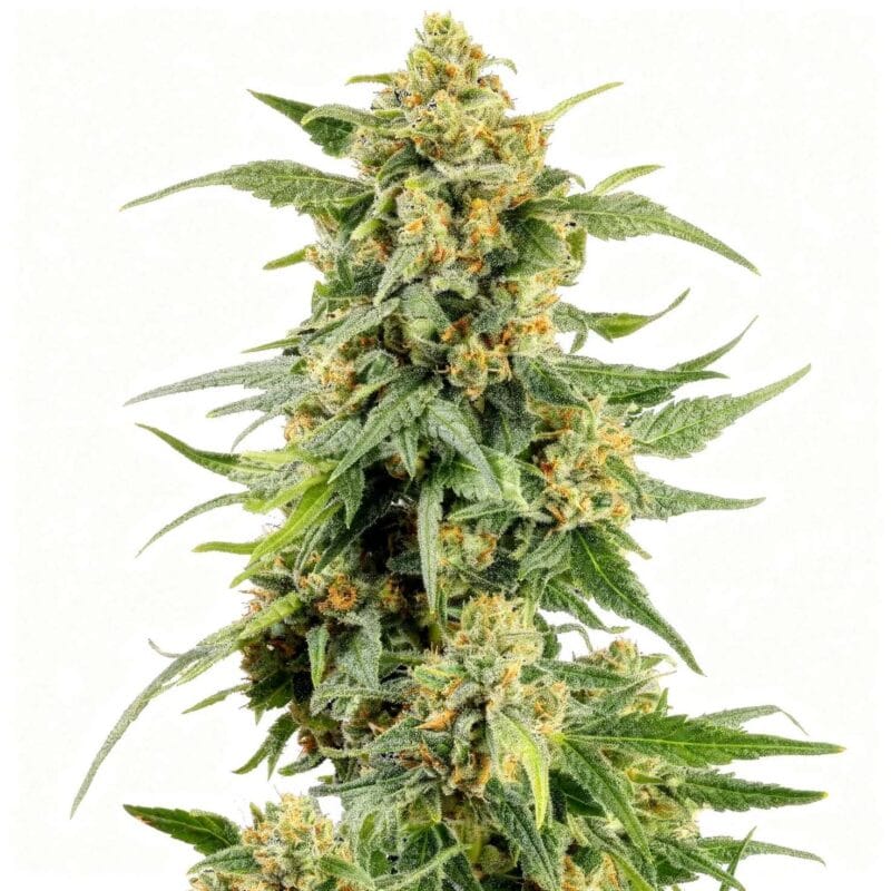 skunk-1-fem-3-stk-barney-s-farm__baf-f-sk1-3__01.webp