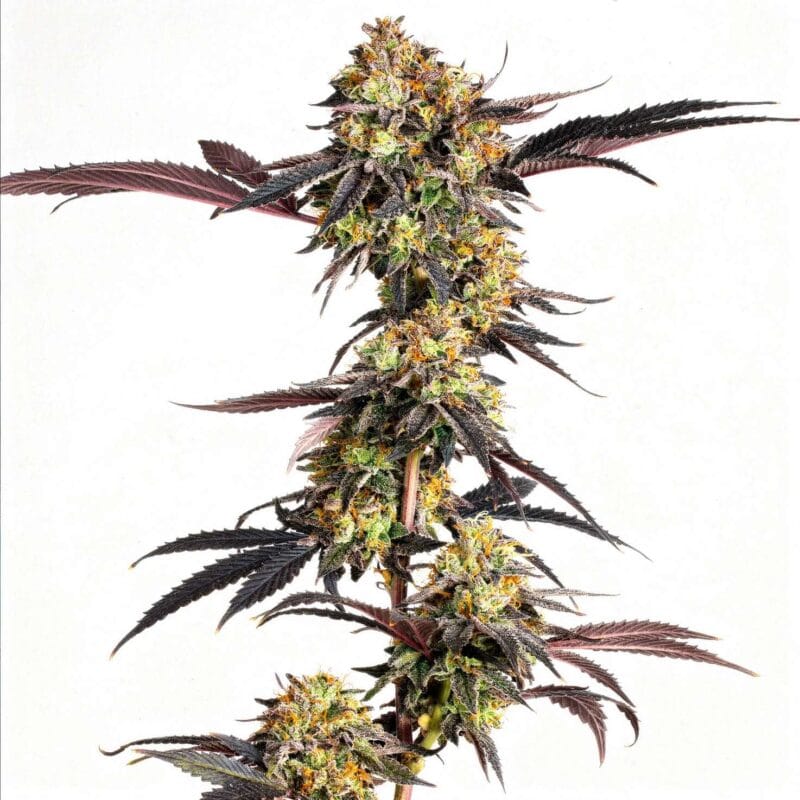 Tropicana Cherry – auto – 3 Stk. – Barney’s Farm tropicana-cherry-auto-3-stk-barney-s-farm__baf-a-tpc-3__01.webp