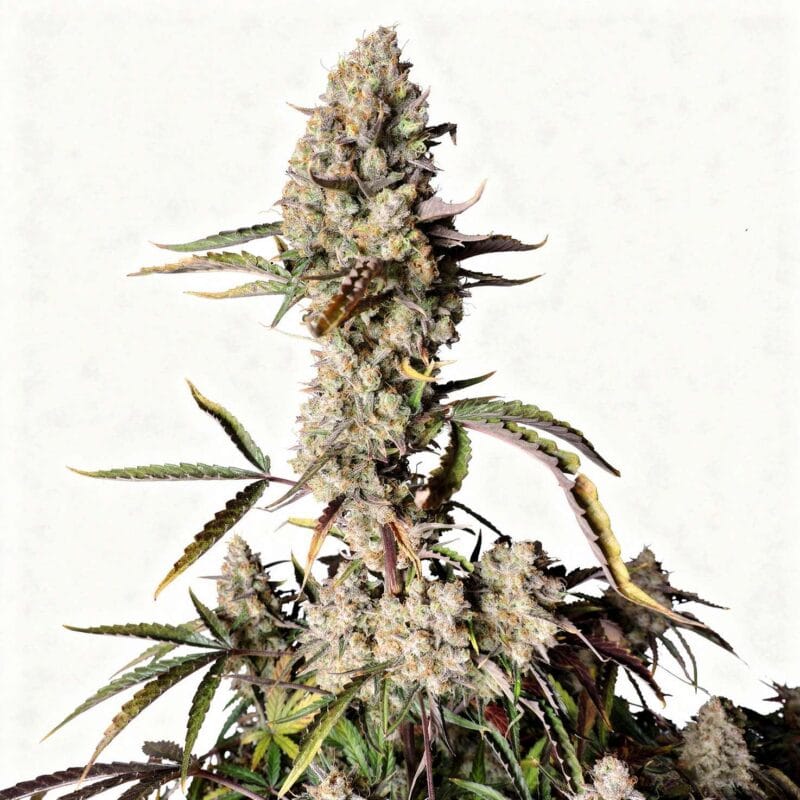 Z Auto – fem. – 3 Stk. – 420 Fast Buds z-auto-fem-3-stk-420-fast-buds__ffb-f-za-3__01.webp