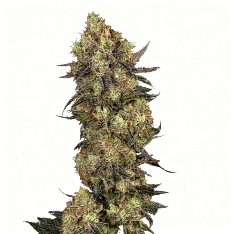 rs54-x-coffin-candy-reg-10-stk-doja__doj-r-r5c-10__01.webp