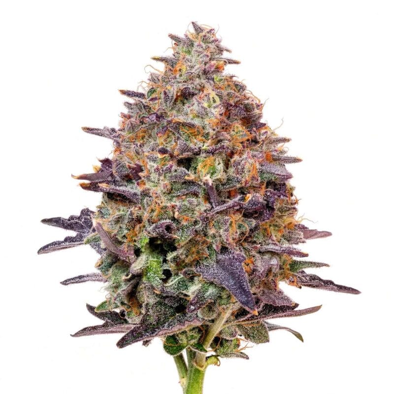 pink-chai-fem-7-stk-grounded-genetics__grg-f-pca-7__01.webp