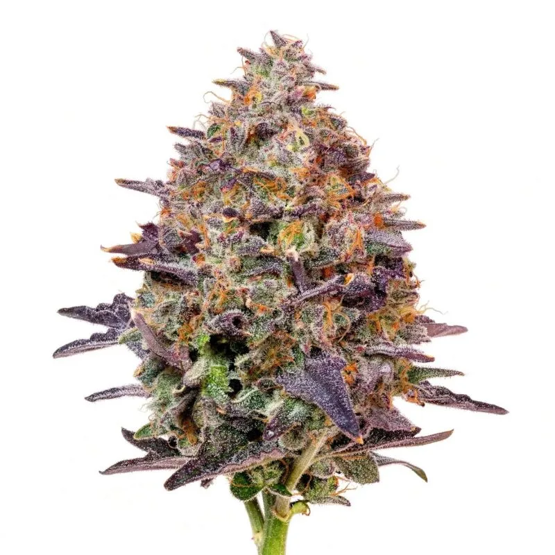 pink-chai-fem-7-stk-grounded-genetics__grg-f-pca-7__01.webp