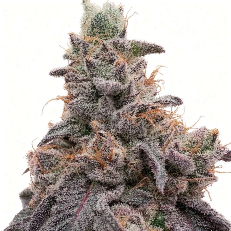 pink-parmesan-fem-7-stk-grounded-genetics__grg-f-ppr-7__01.webp