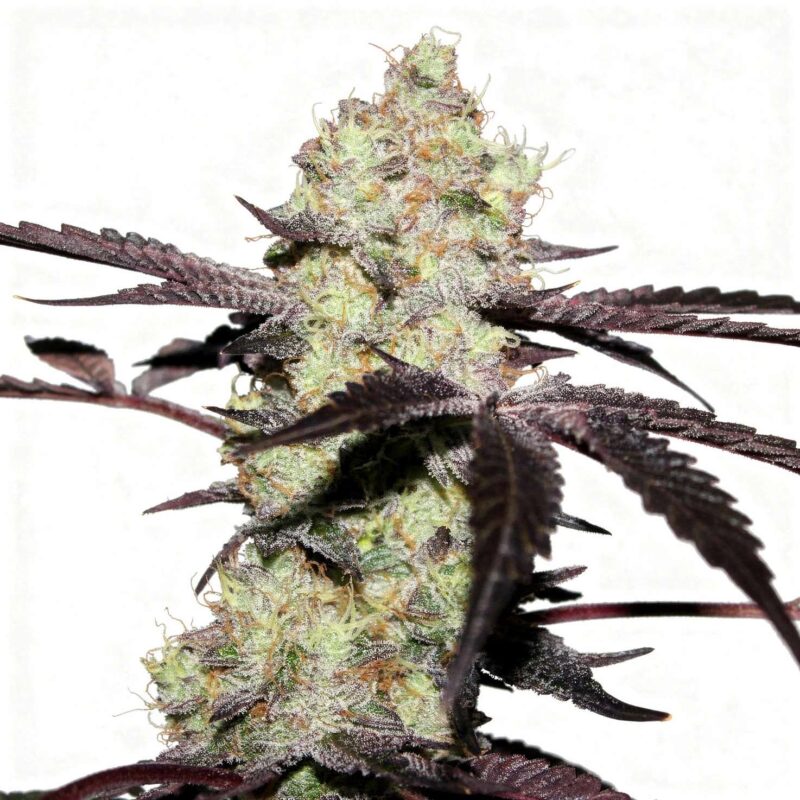 straw-limez-fem-7-stk-grounded-genetics__grg-f-slz-7__01.webp