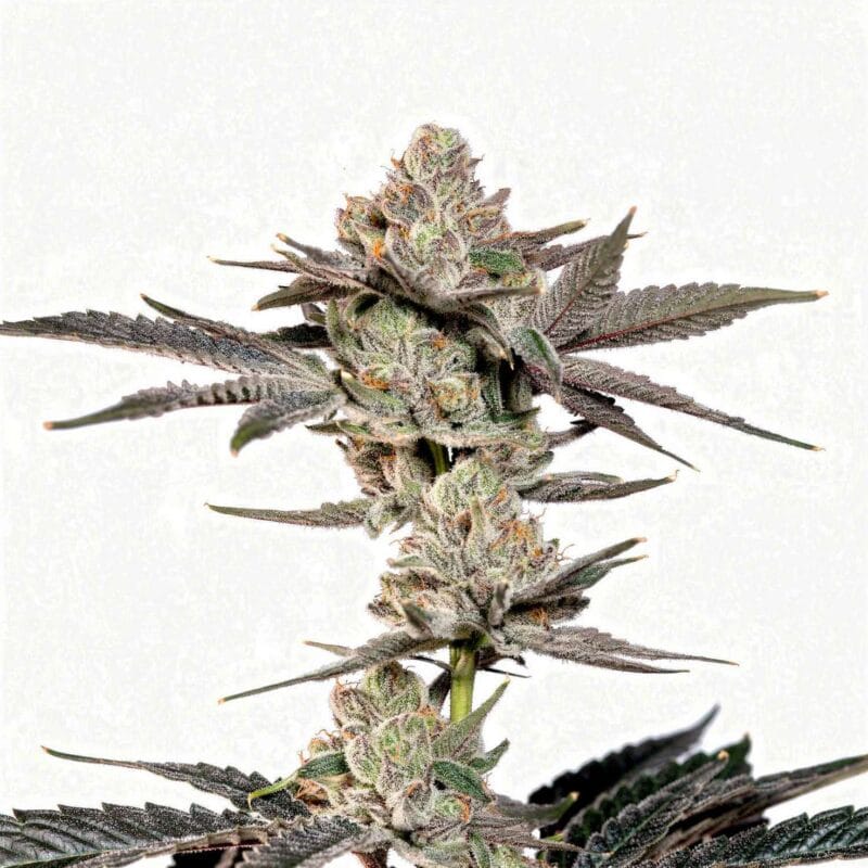 Z Nerdz – fem. – 3 Stk. – Wizard Trees z-nerdz-fem-3-stk-wizard-trees__wiz-f-zn-3__01.webp