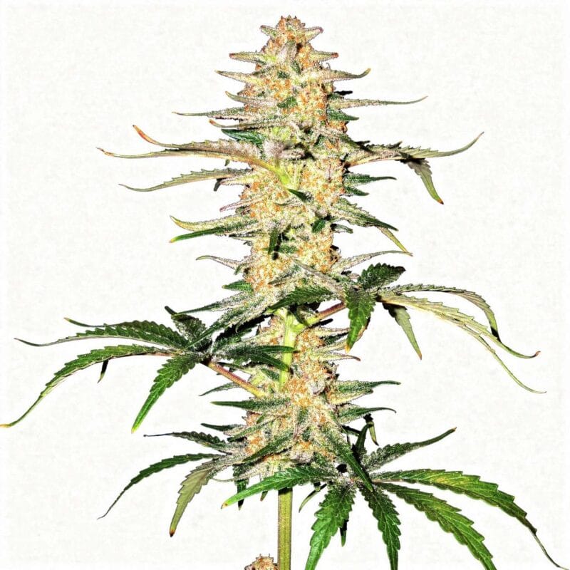 frostbanger-auto-5-stk-420-fast-buds__ffb-a-fra-5__01.webp