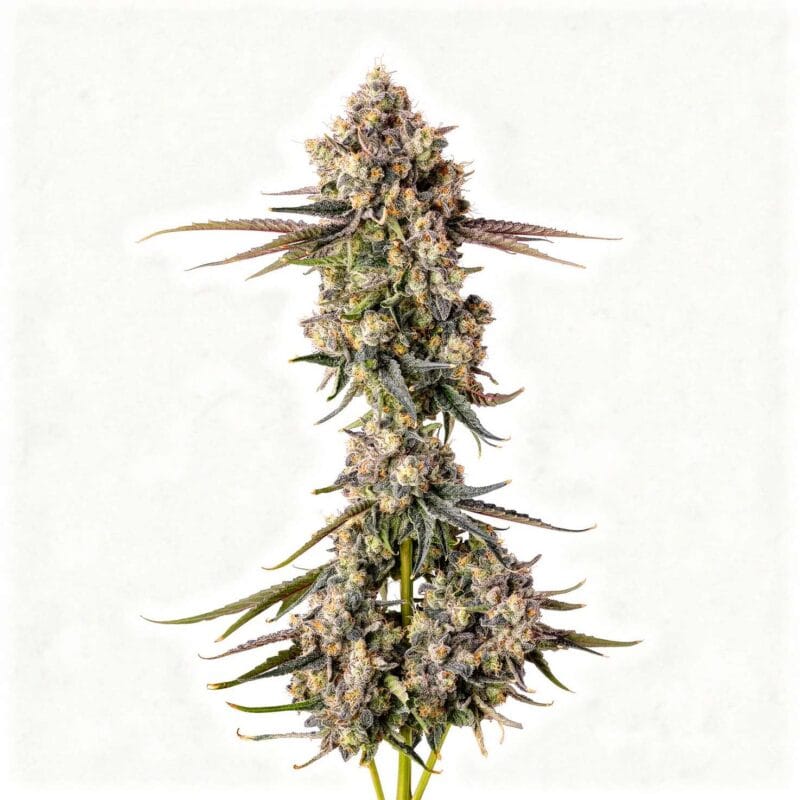 zhampagne-fem-3-stk-compound-genetics__com-f-zhg-3__01.webp