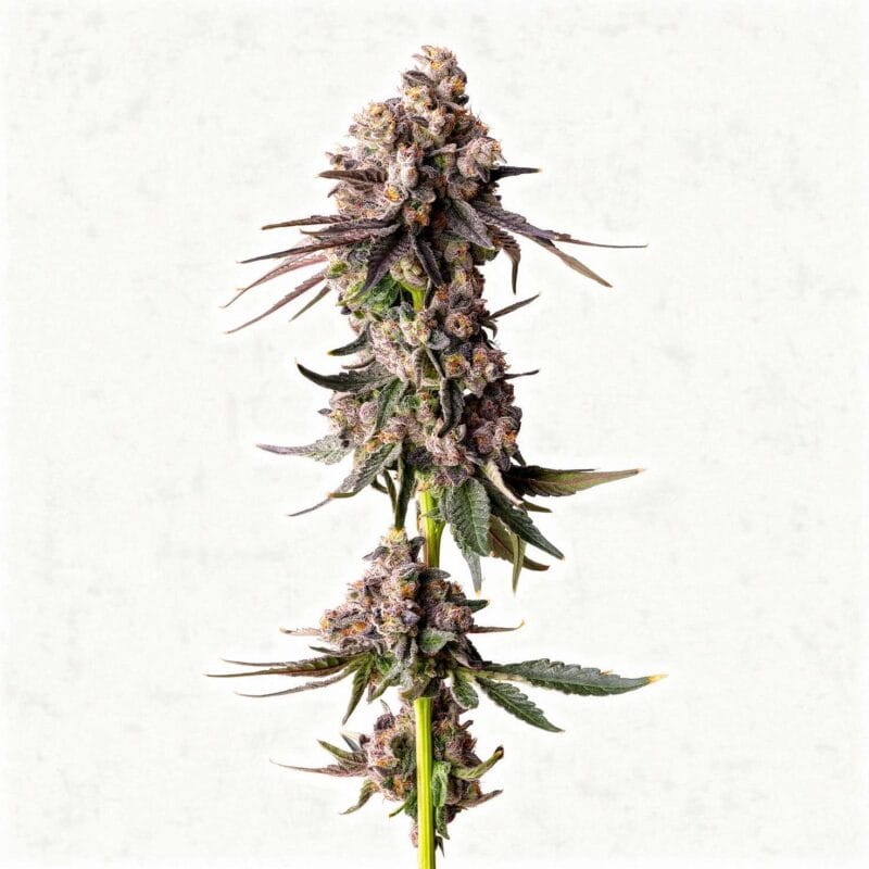 rainbow-guav-fem-3-stk-compound-genetics__com-f-ragu-3__01.webp