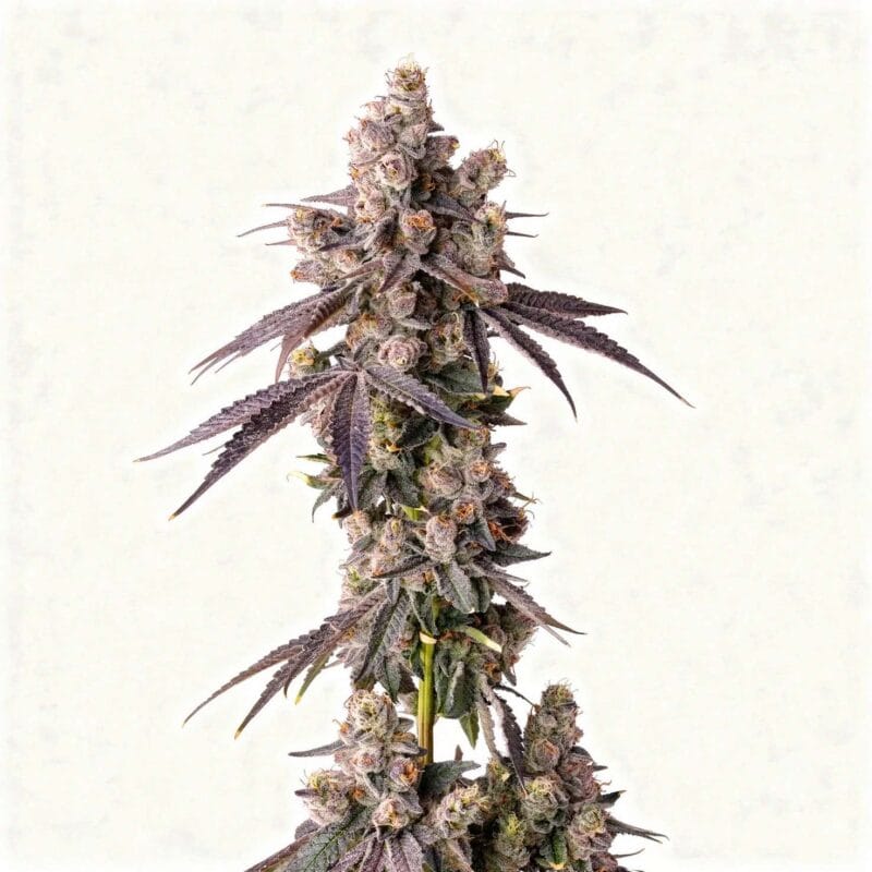 mora-azul-fem-3-stk-compound-genetics__com-f-moaz-3__01.webp