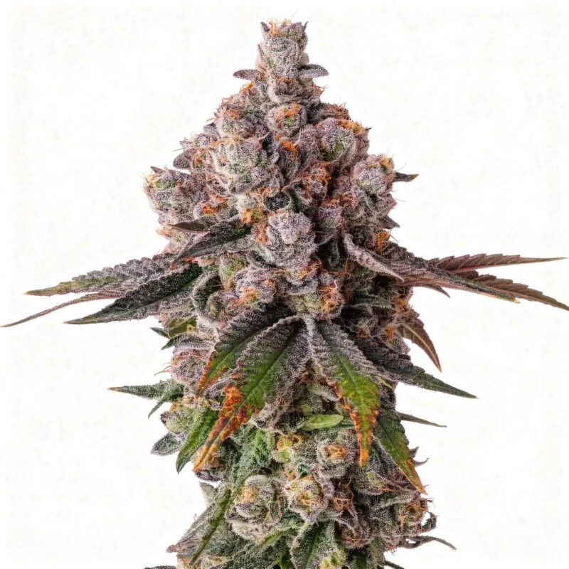 90-proof-fem-3-stk-compound-genetics__com-f-90p-3__01.webp