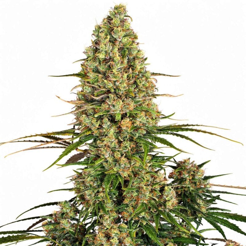 sticky-orange-auto-auto-3-stk-sensi-seeds__sen-a-soa-3__01.webp