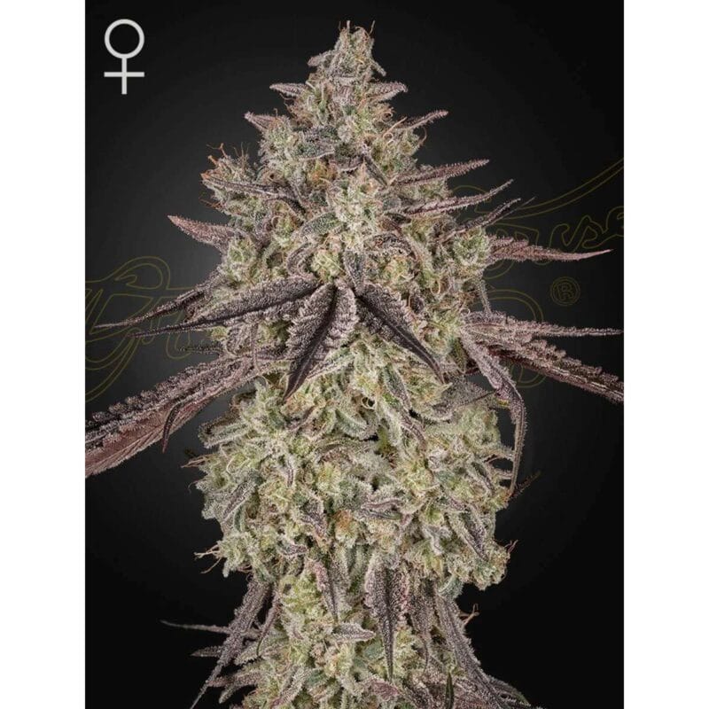 Skywalker_3StkAutoflowering_GreenHouseSeeds-1