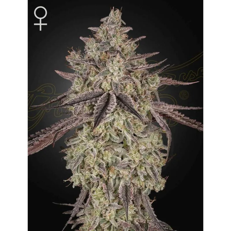 Skywalker_3StkAutoflowering_GreenHouseSeeds-1