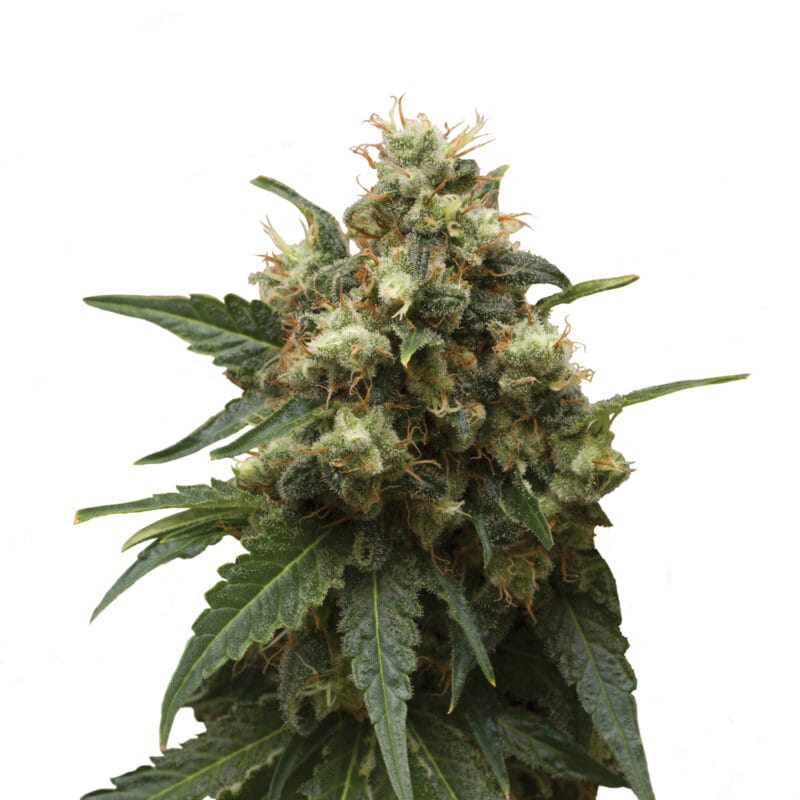 Plant_FEM_ICE
