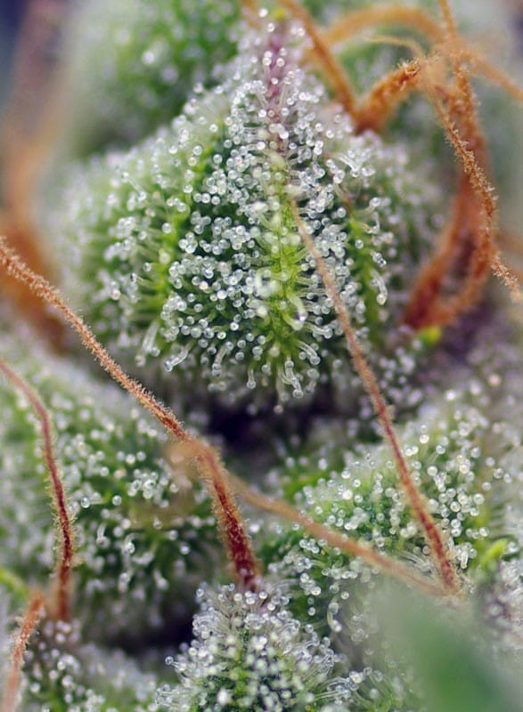Crystal Candy, 3Stk Feminisiert, Sweet Seeds crystal-candy.jpg