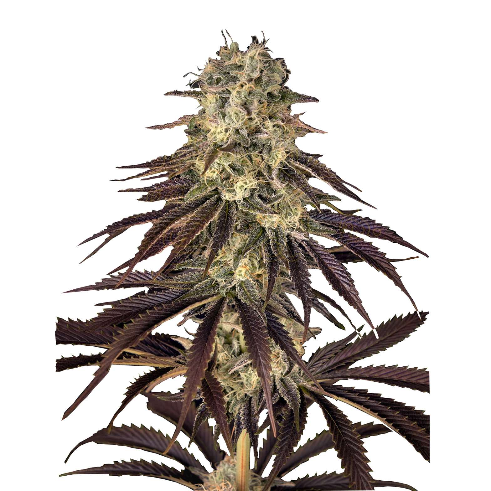 Kong’s Krush – fem. – 1 Stk. – Promo – Green House Seeds