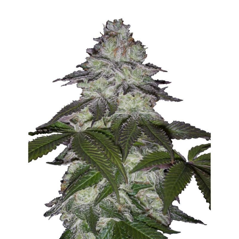 Milky Dreams – fem. – 1 Stk. –  Promo – Green House Seeds