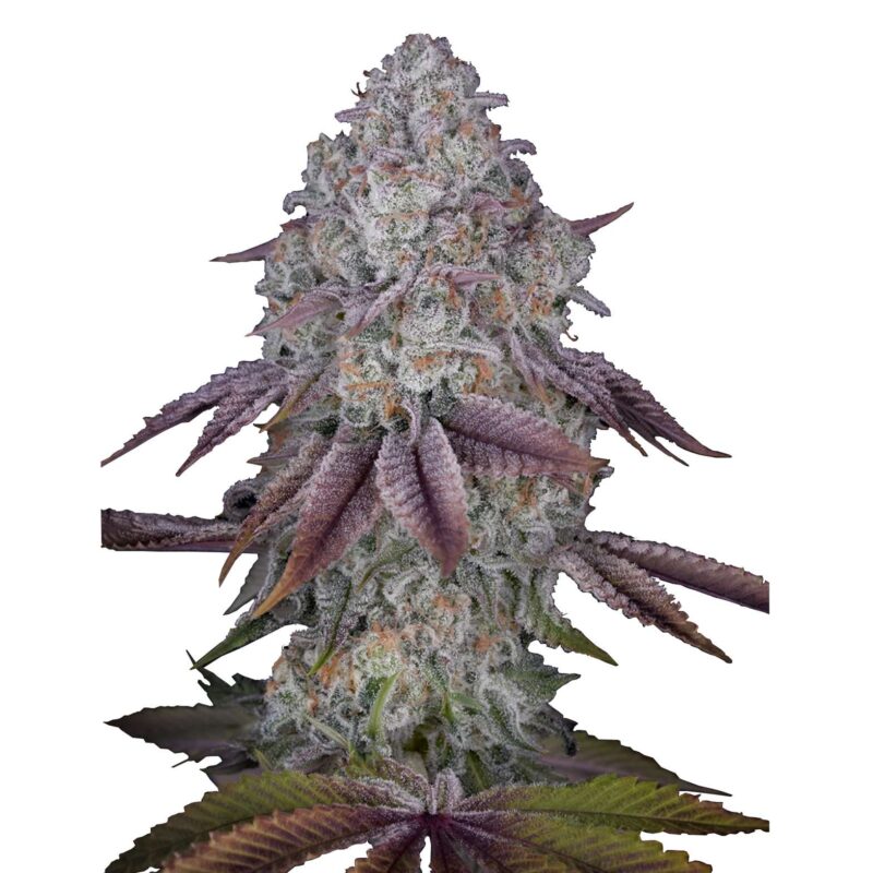 Persian Pie – fem. – 1 Stk. –  Promo – Green House Seeds