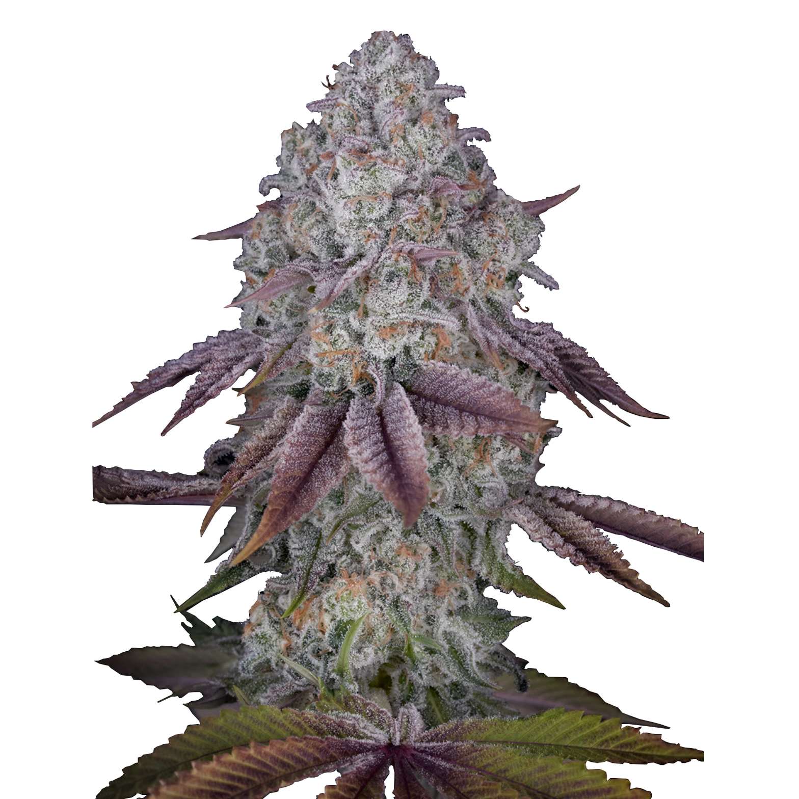 Persian Pie – fem. – 1 Stk. – Promo – Green House Seeds