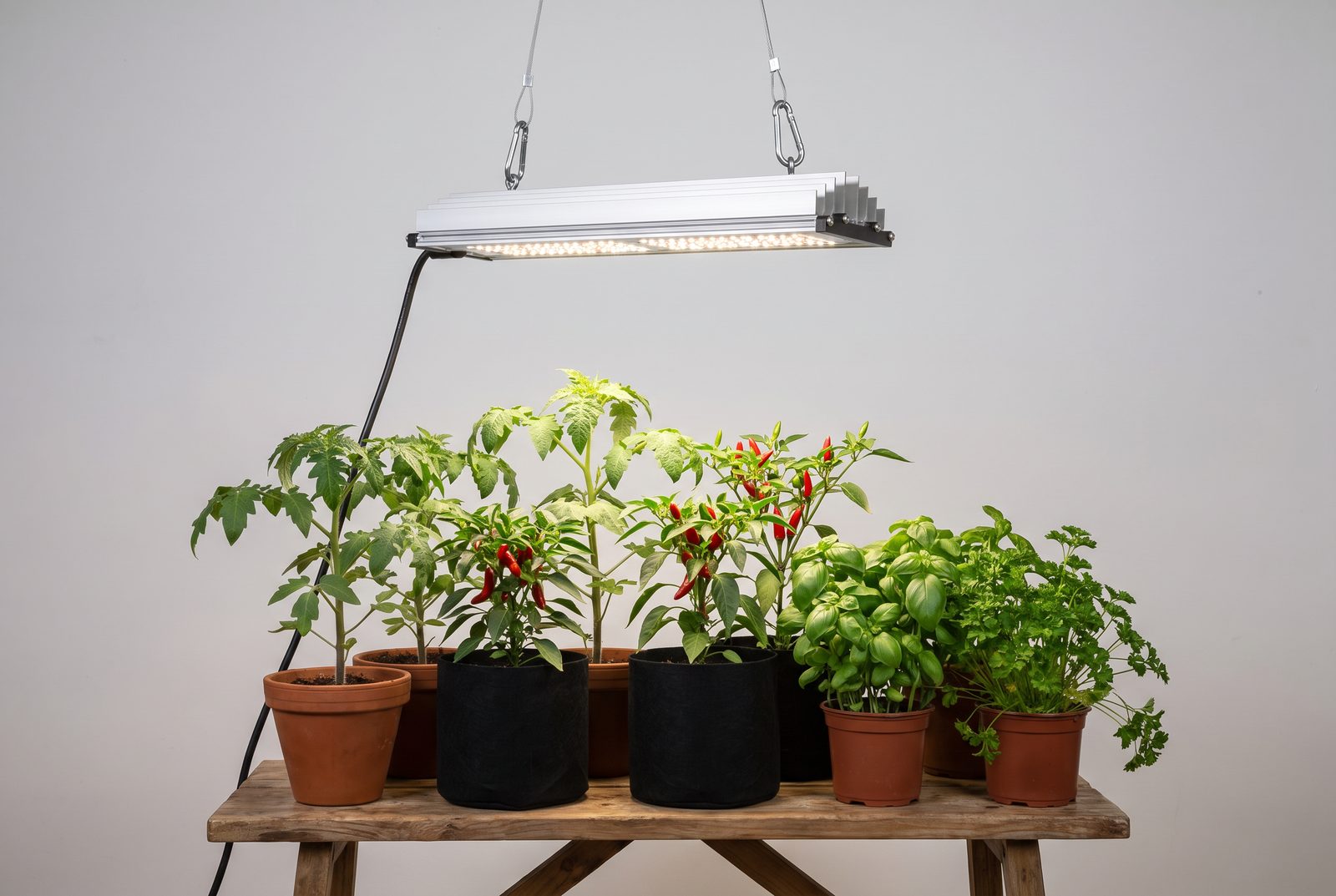 Inszenierte Visualisierung: LED-Pflanzenlampe über Tomaten-, Chili- und Kräutertöpfen