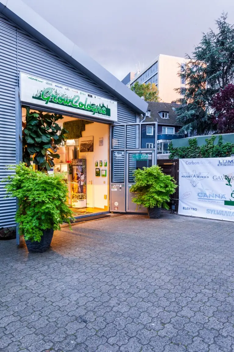 Seitlicher Blick über den gepflasterten Hof auf den Eingang des GrowCologne Growshops.