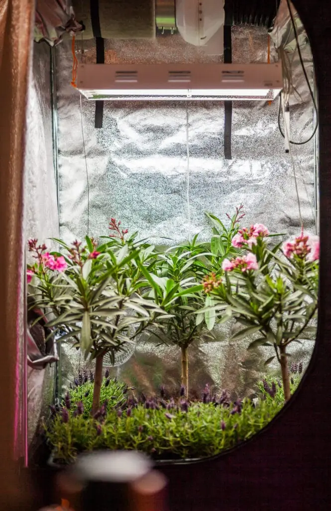 Geöffnete Growbox mit silberner Innenwand und LED-Leiste, darin Oleander